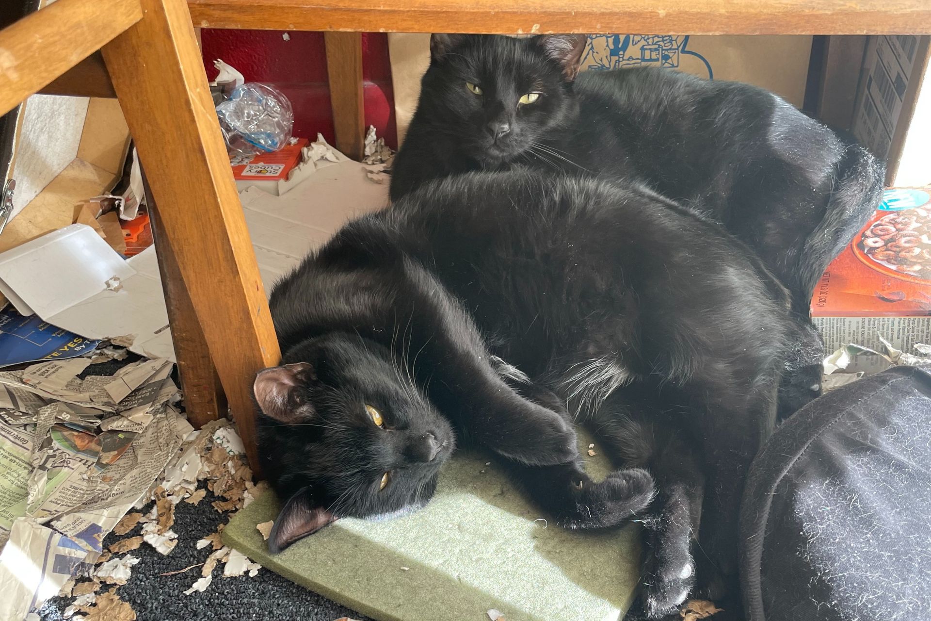 two black cats lay on the floor