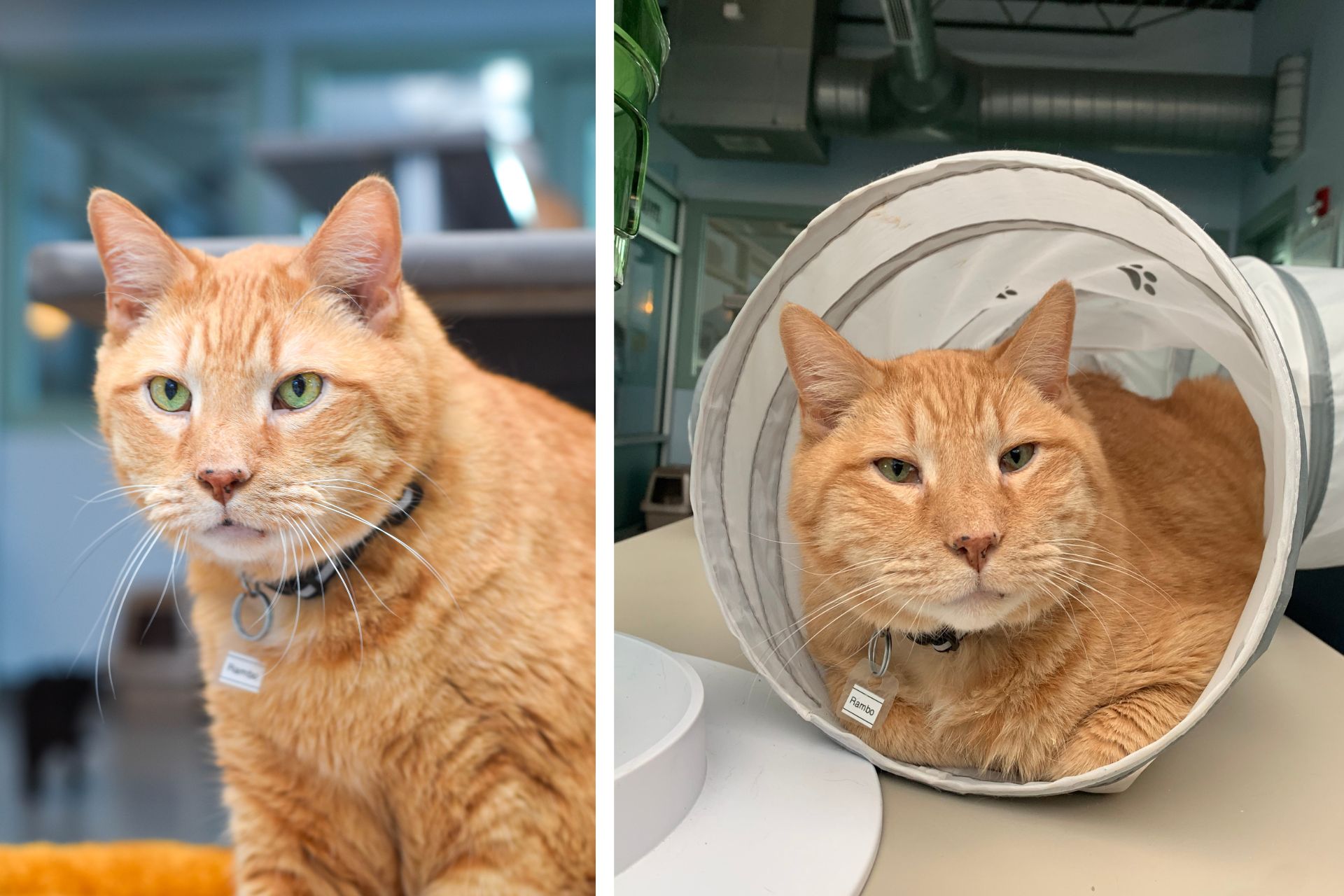 Two photos of an orange cat in a cat shelter