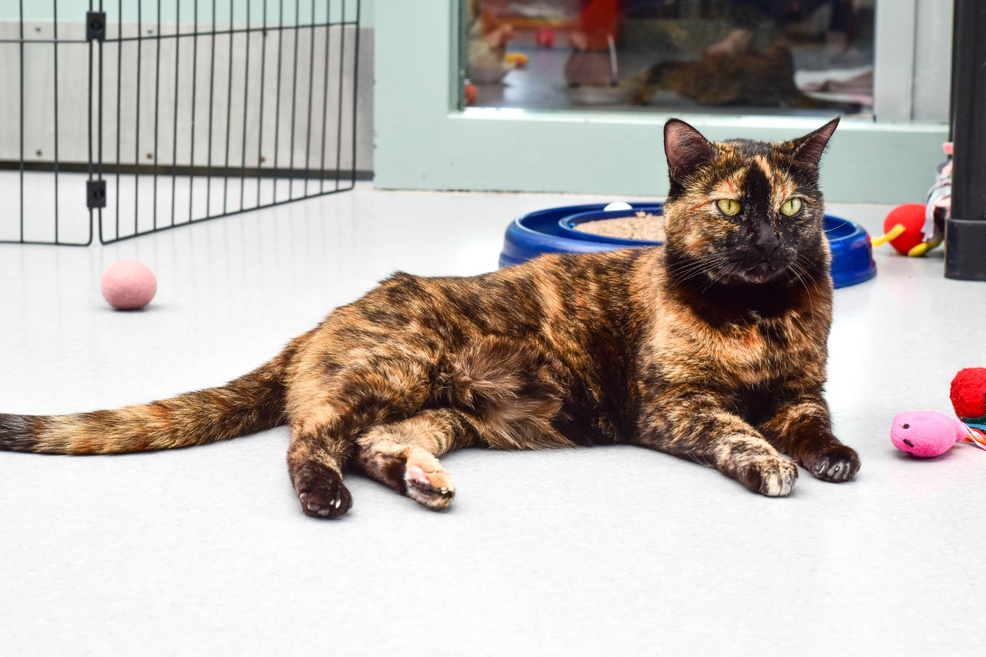 A tortie cat lays on the ground in a cat shelter