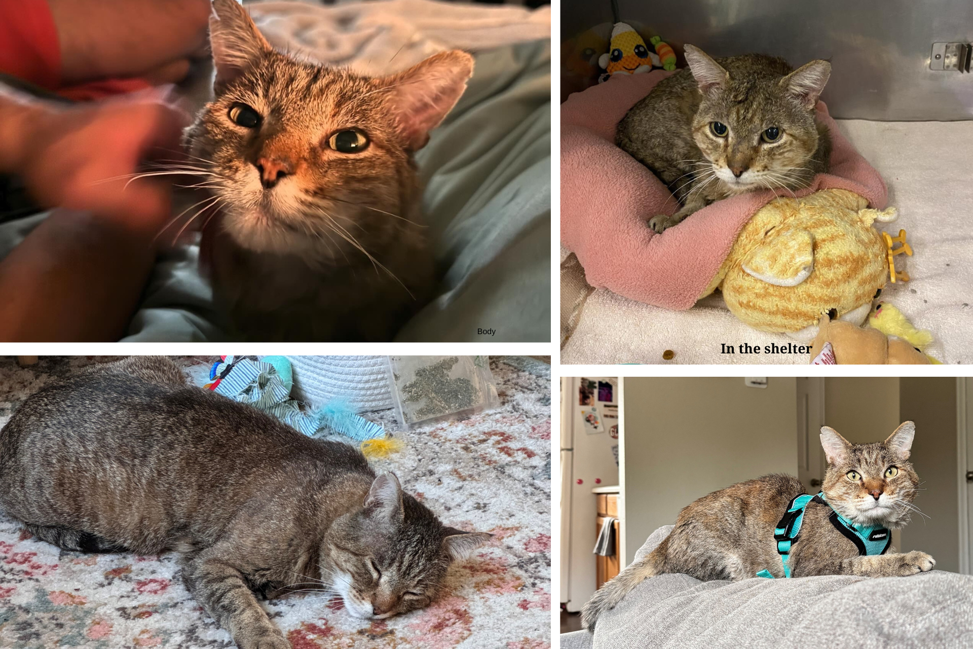 four photos of a tabby cat