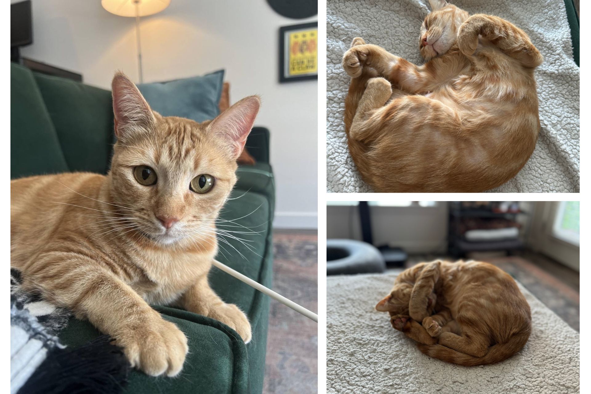 Three photos of orange cat: one on couch and two curled up sleeping