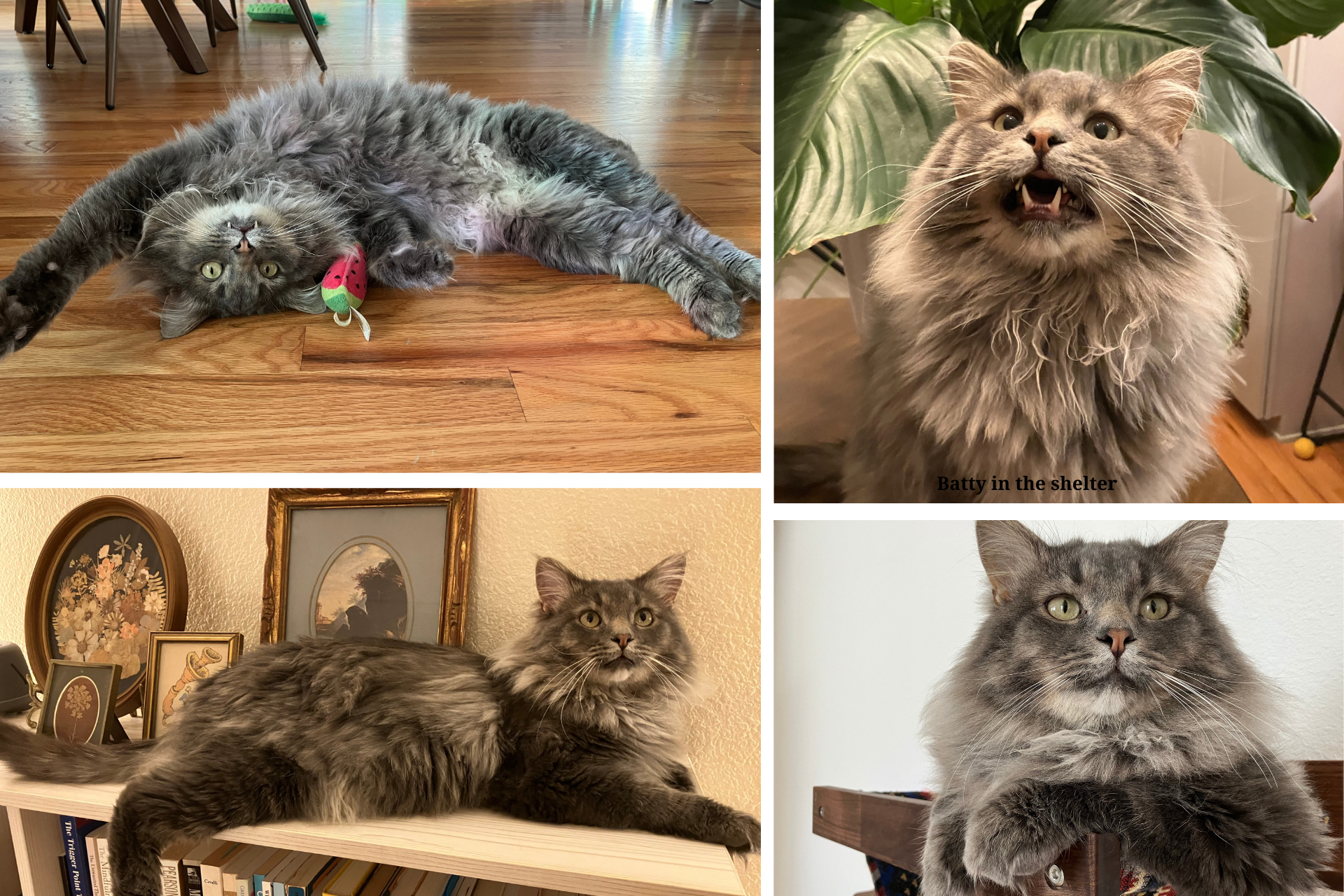 Collage of long haired cat