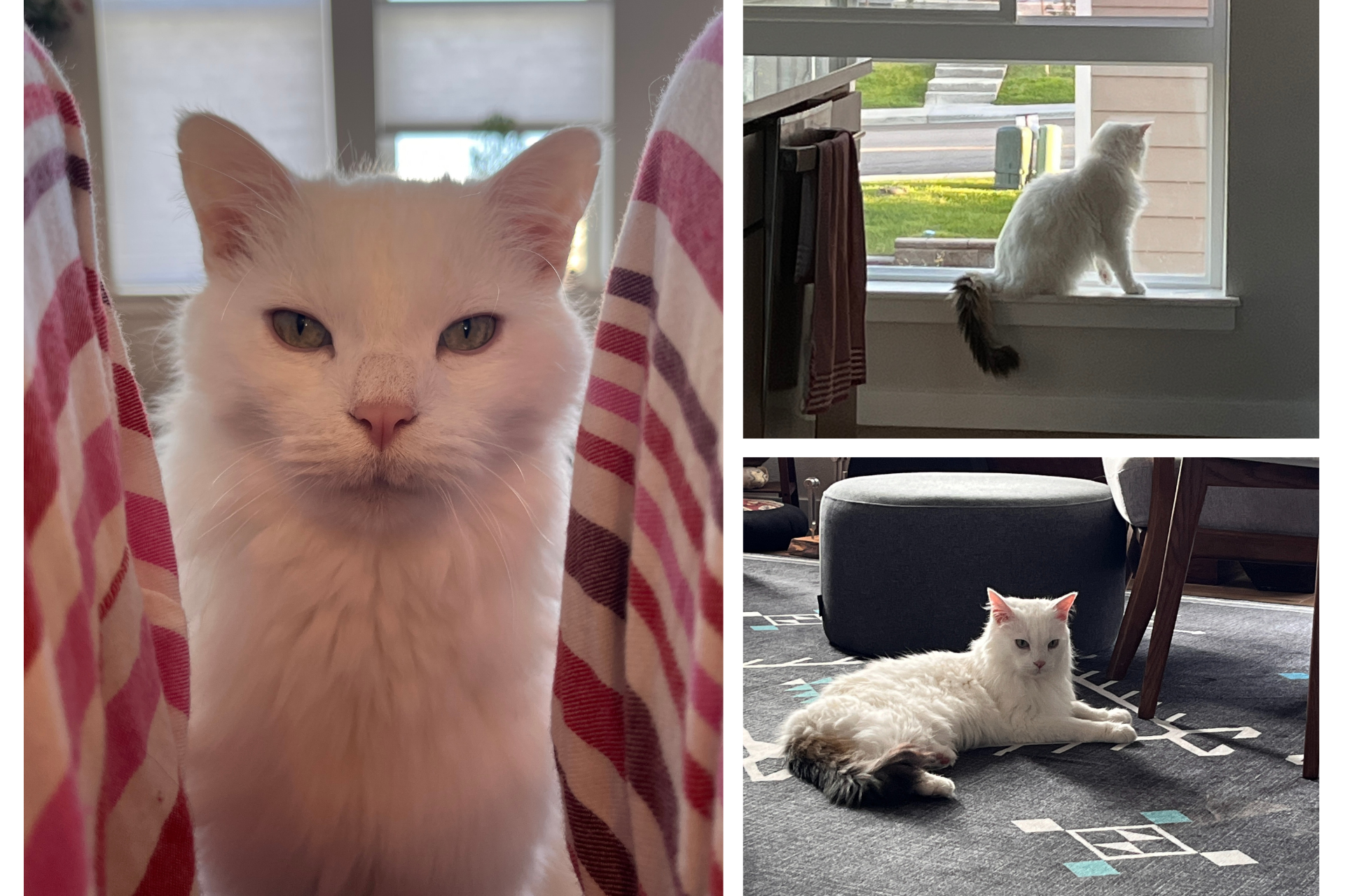 collage of a white cat