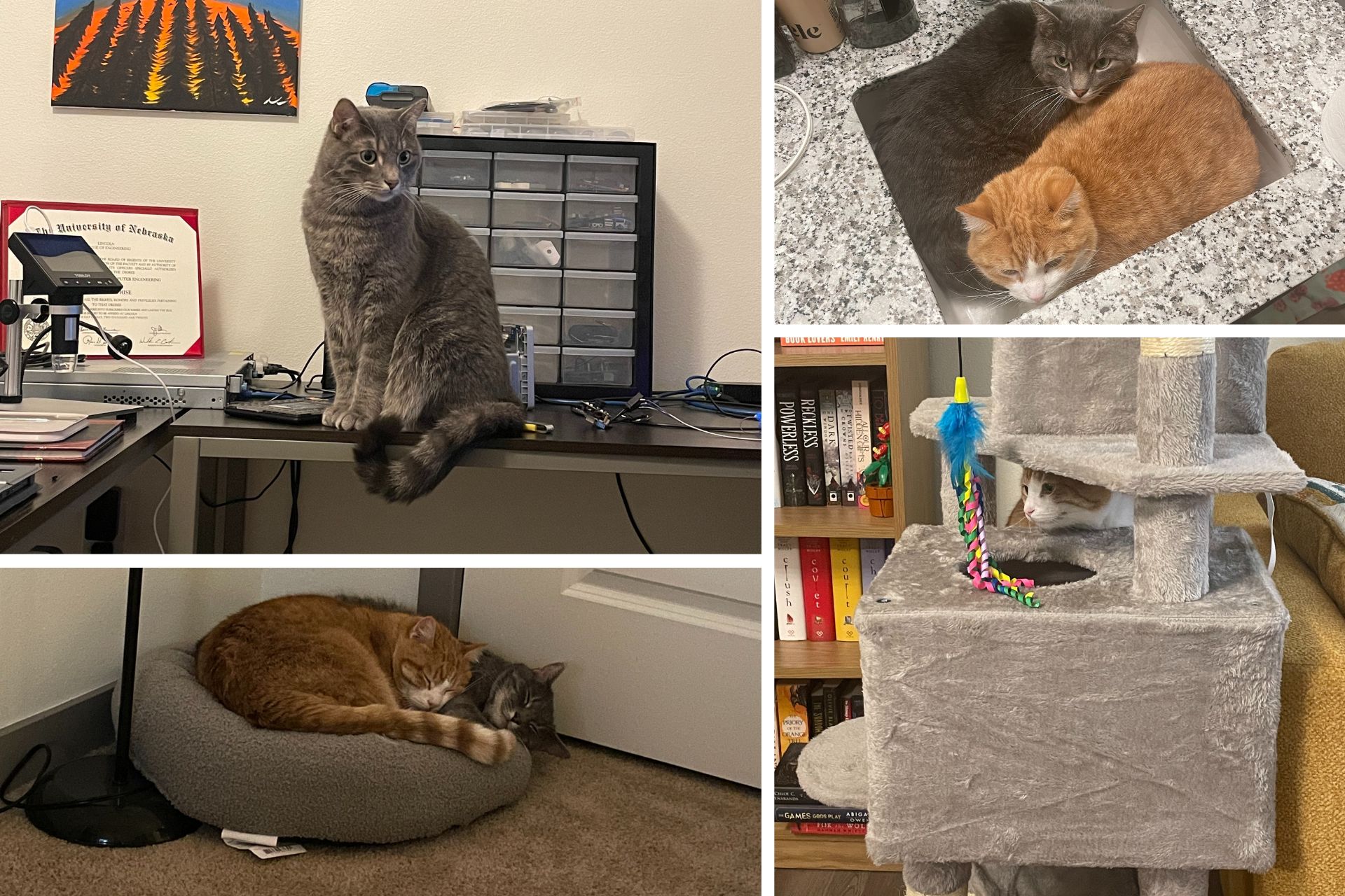 collage of orange and grey tabby cats