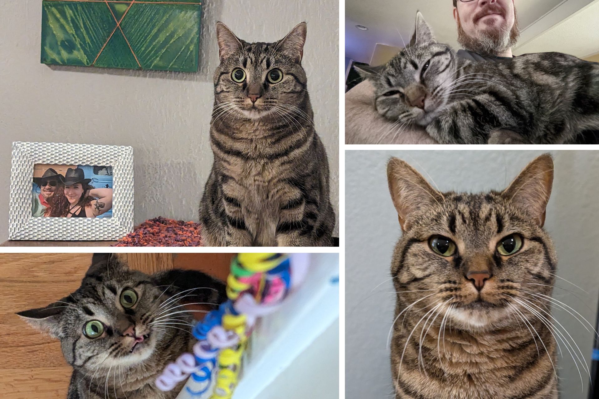 collage of a tabby cat at home