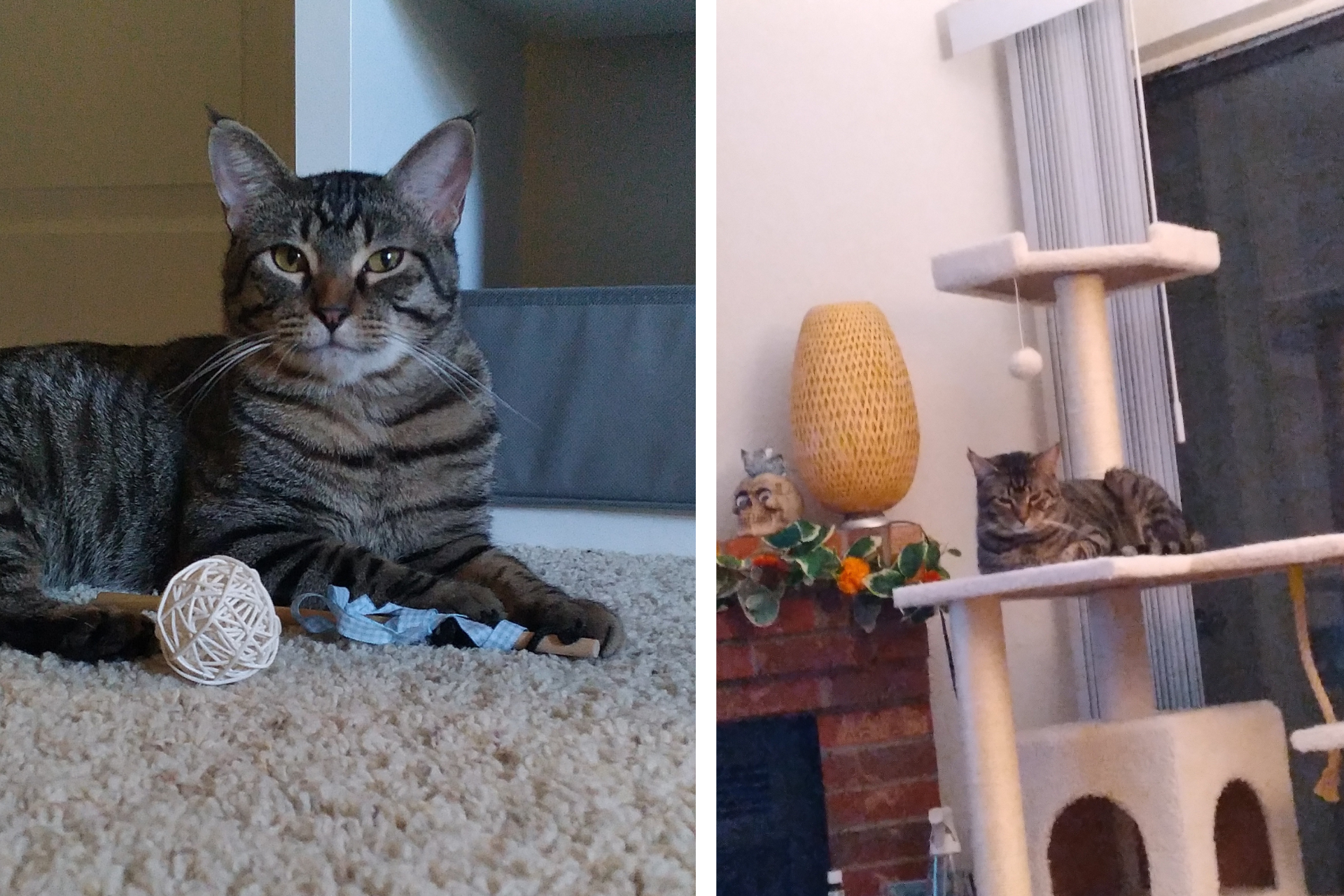 tabby cat on floor and on climbing tree