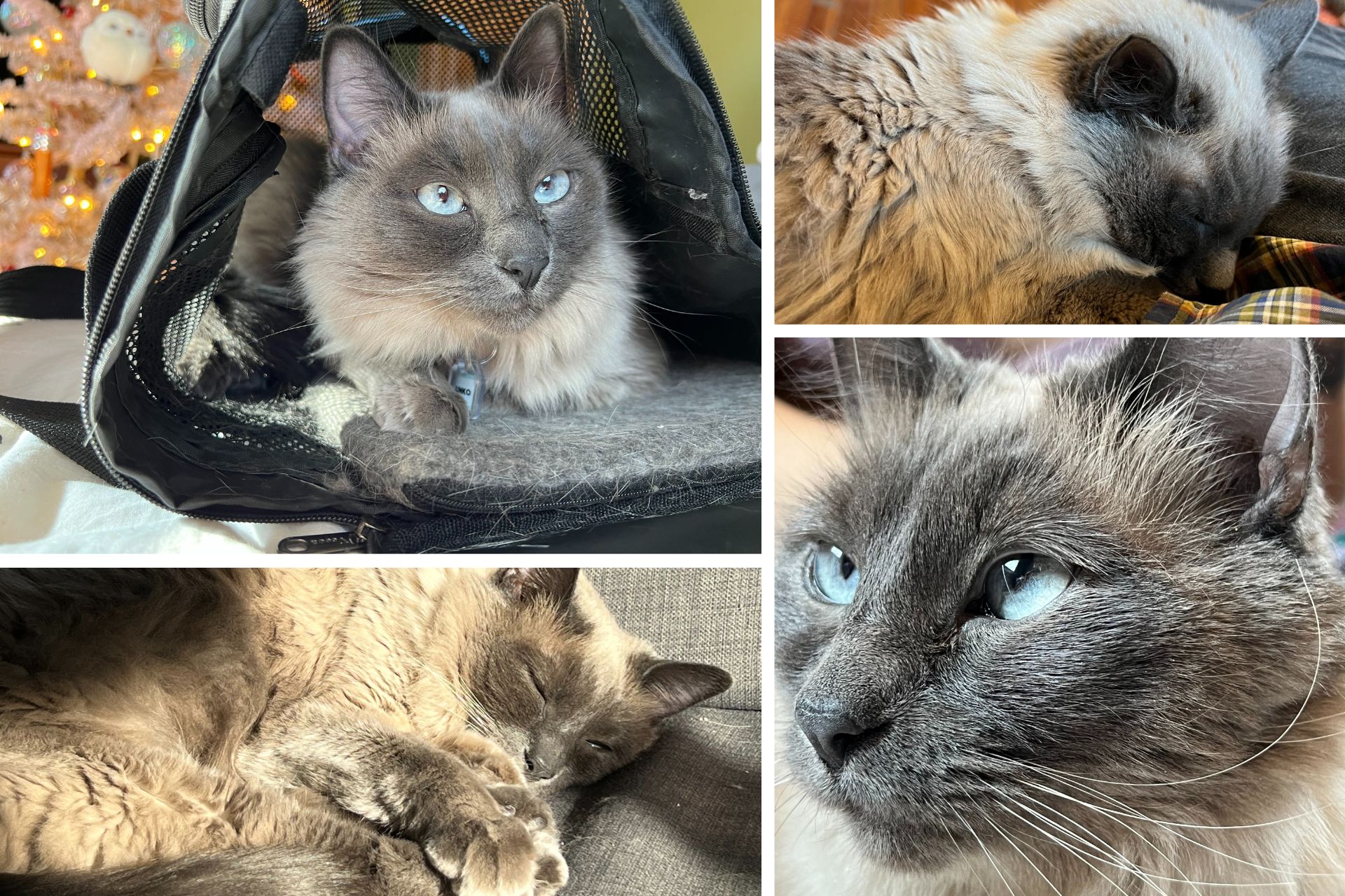 collage of blue point siamese cat