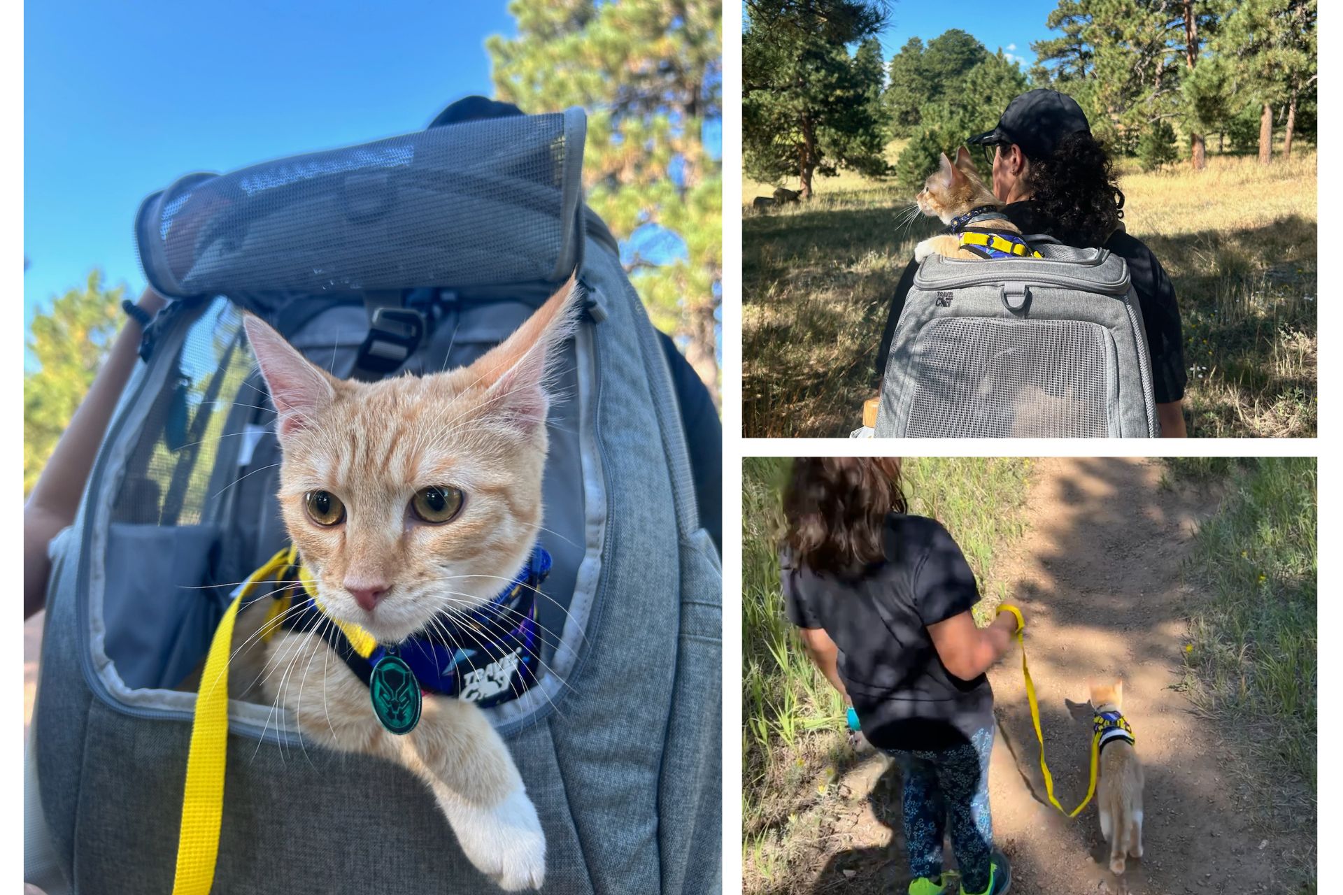 Collage of orange cat on a leash and hiking backpack on a hiking trail