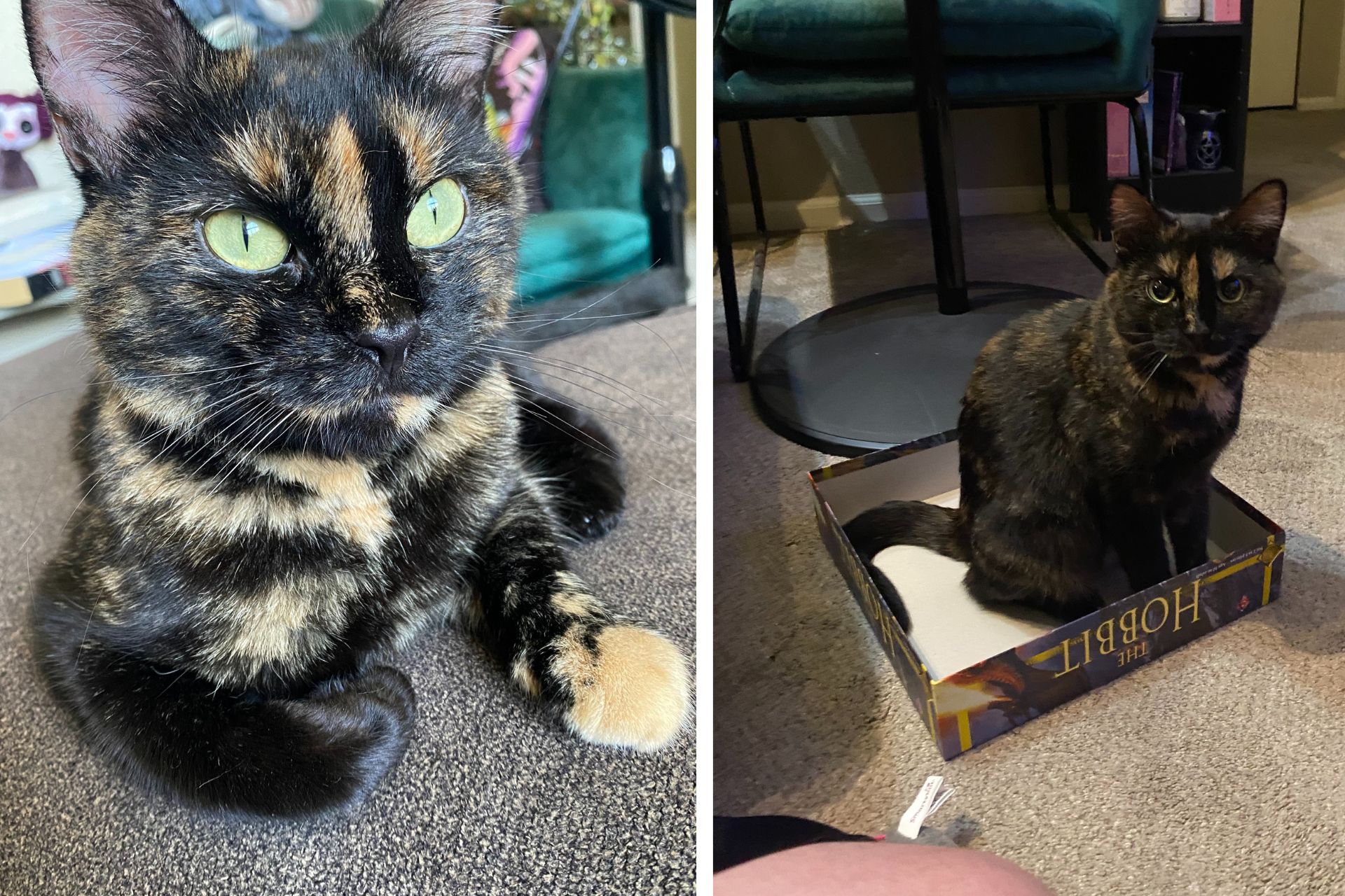 2 photo collage of a tortie cat laying down and sitting in a cardboard box