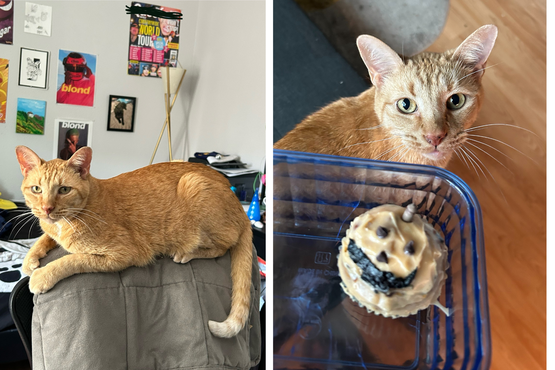 Photo collage of an orange cat