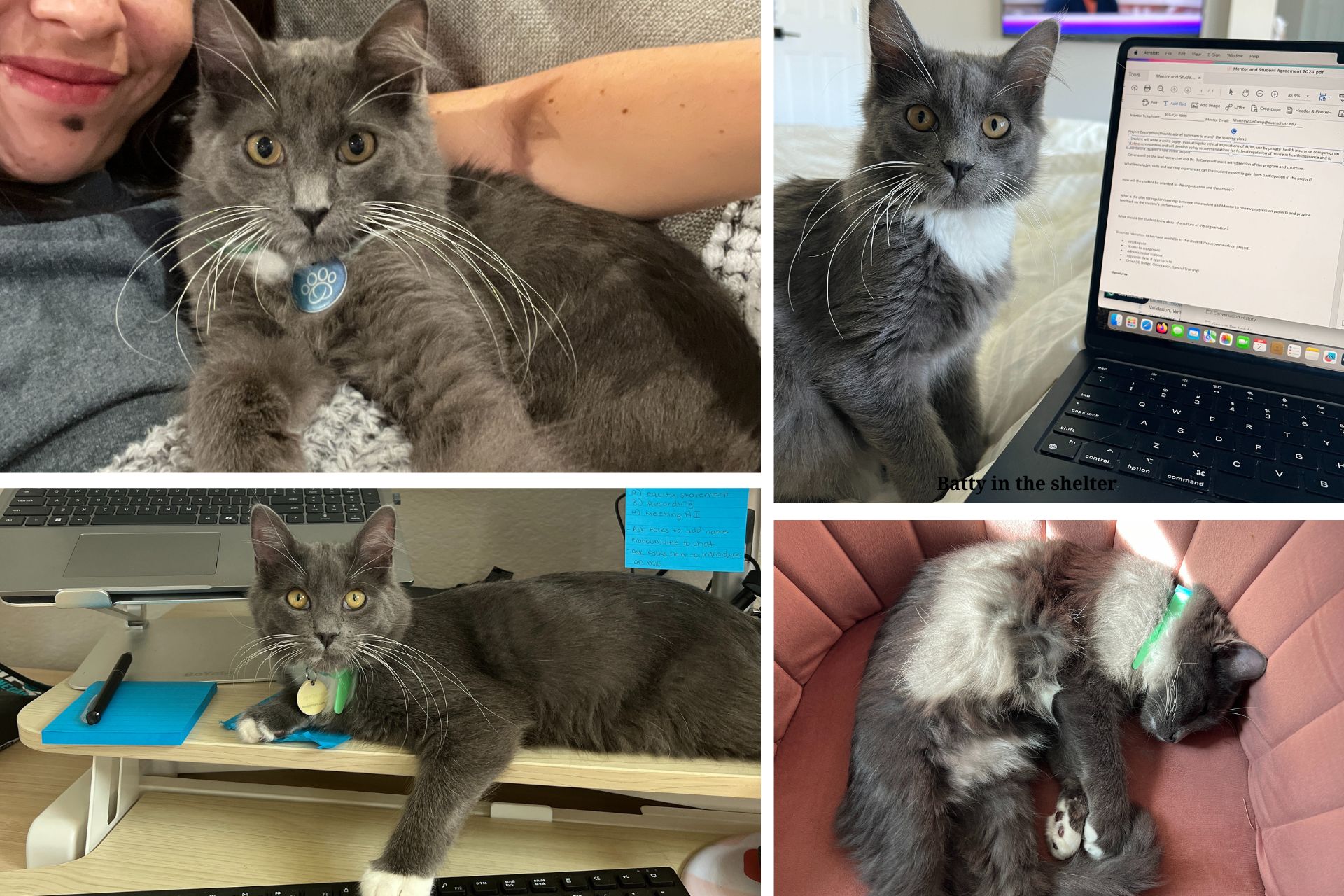 collage of gray cat at home