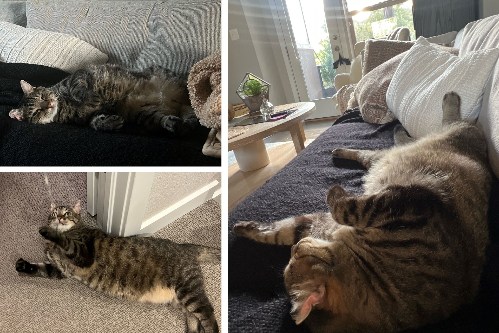 a photo collage of a tabby cat in his adoptive home