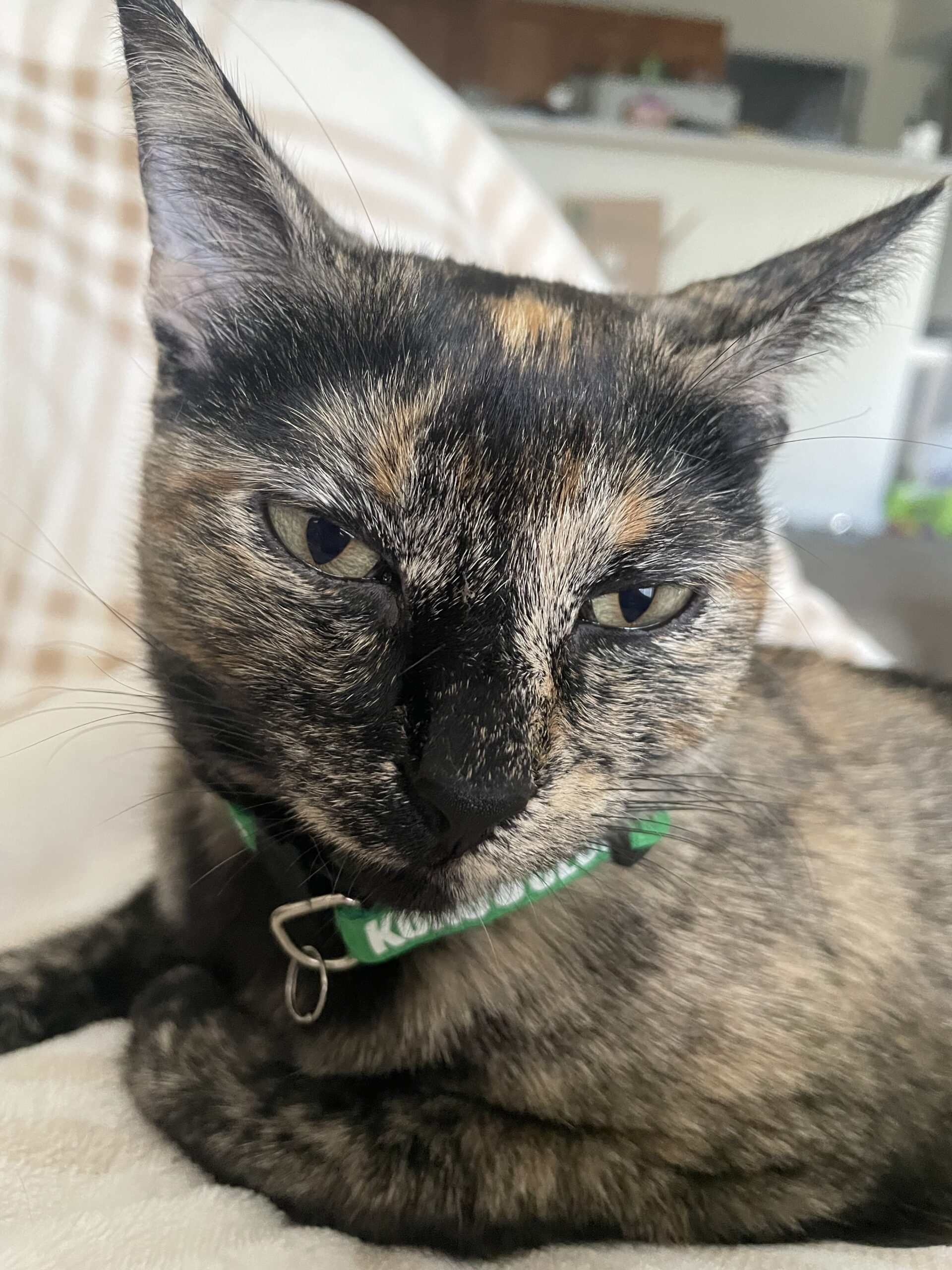 Tortoiseshell cat