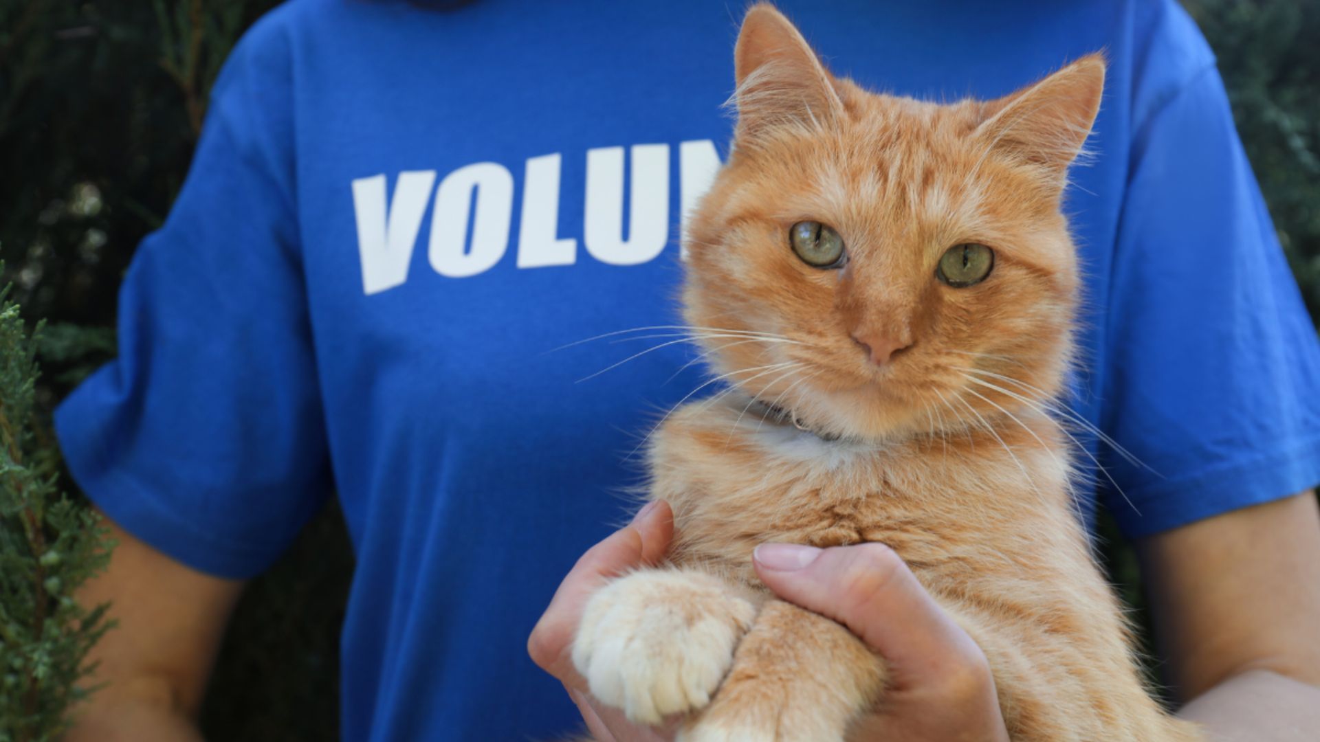 Person wearing a blue volunteer t-shirt holding an orange cat