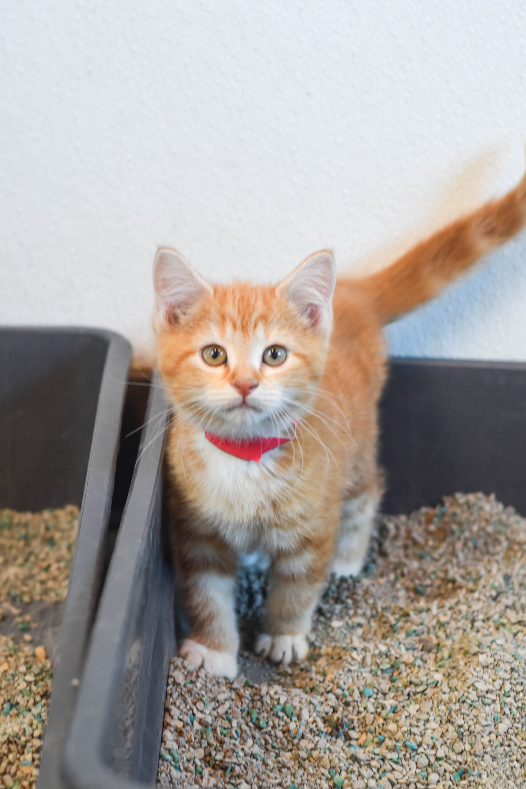 an orange kitten stands inside a litter box