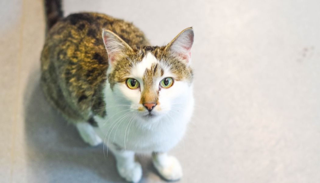 a tabby and white cat sits on the floor and looks at the camera