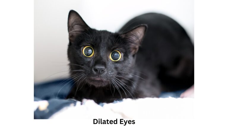 Decoding Cat Body Language Cat Care Society