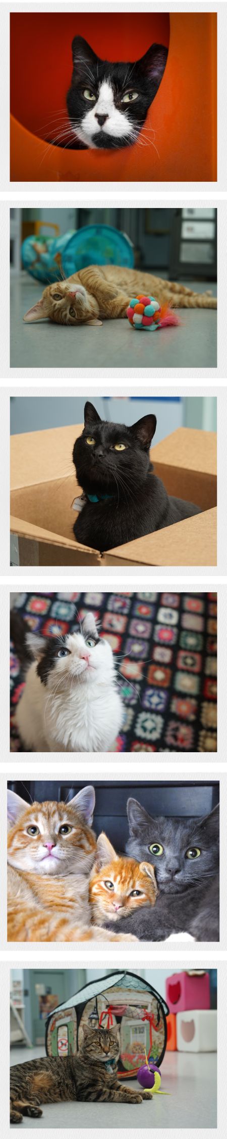 a collage of cat photos