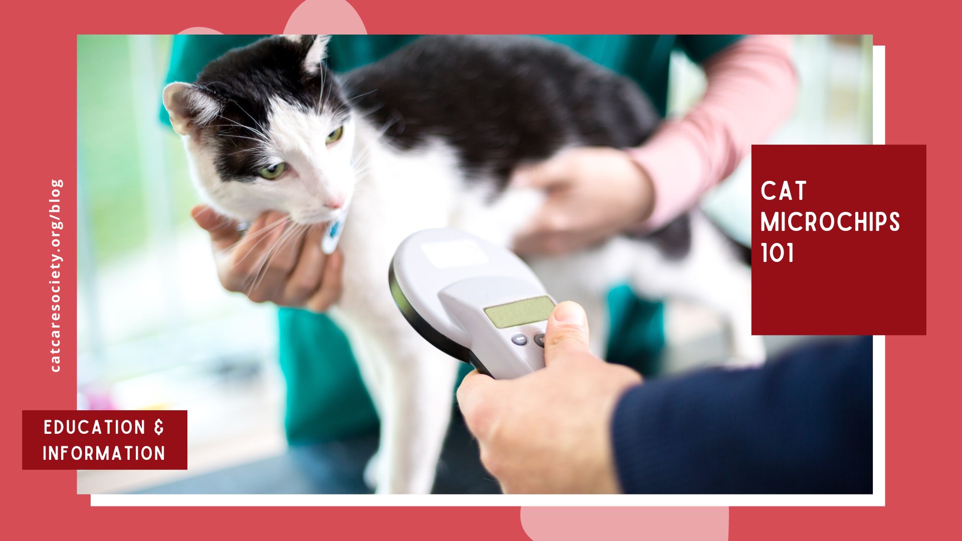 a vet holds a microchip scanner in front of a black and white cat
