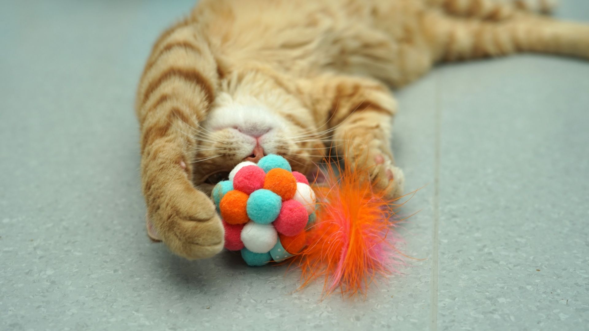 an orange cat plays with a ball