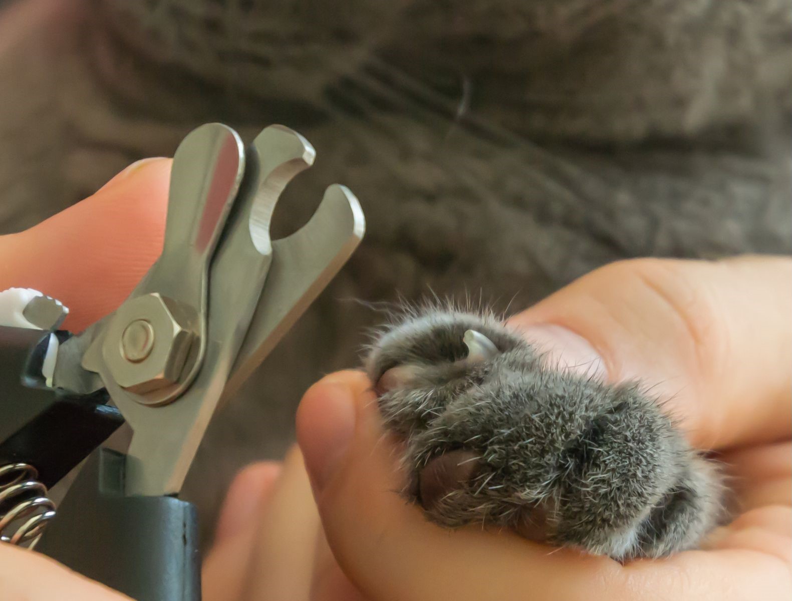 closeup of a cat nail trimmer