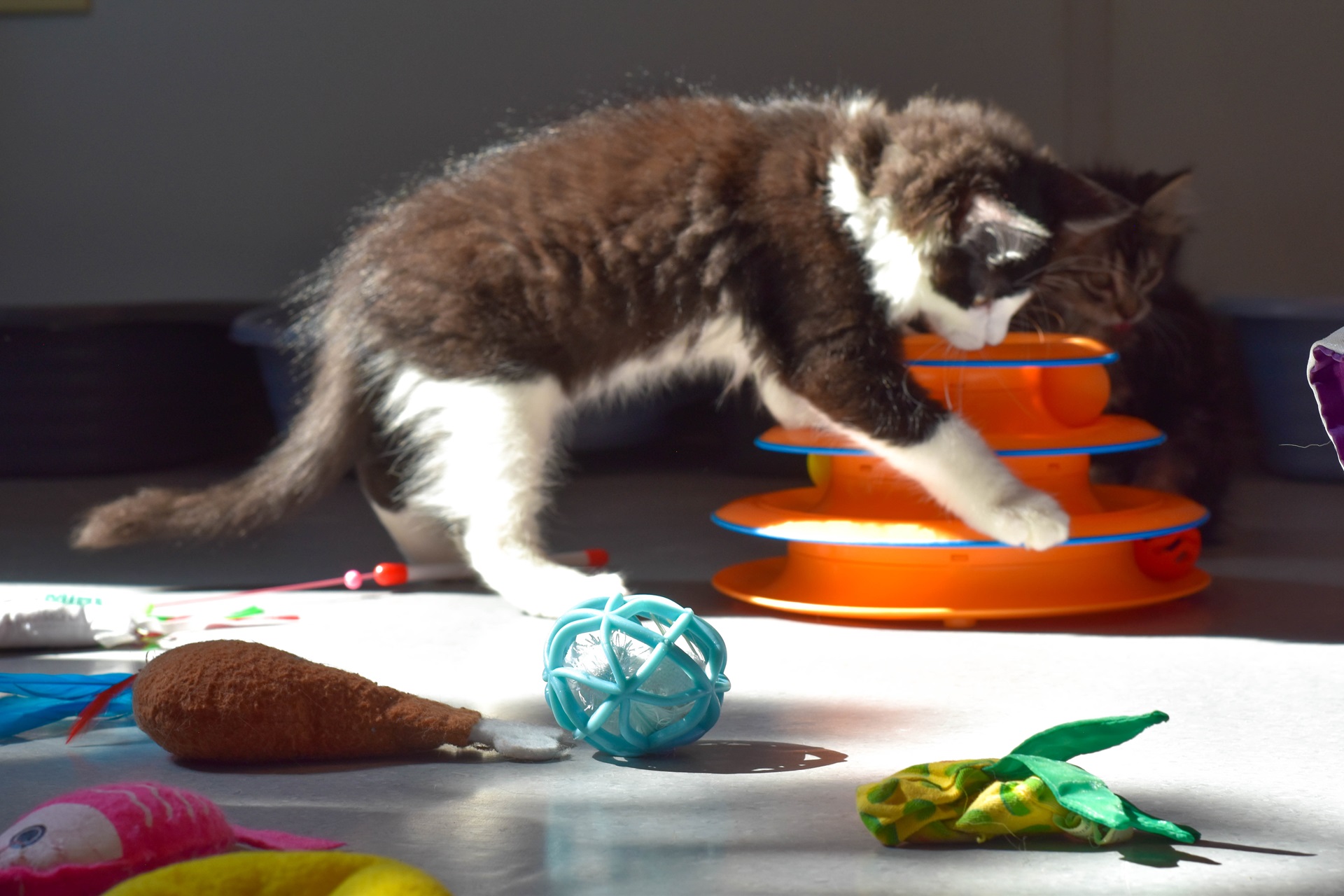 Cat Enrichment Program | Cat Care Society