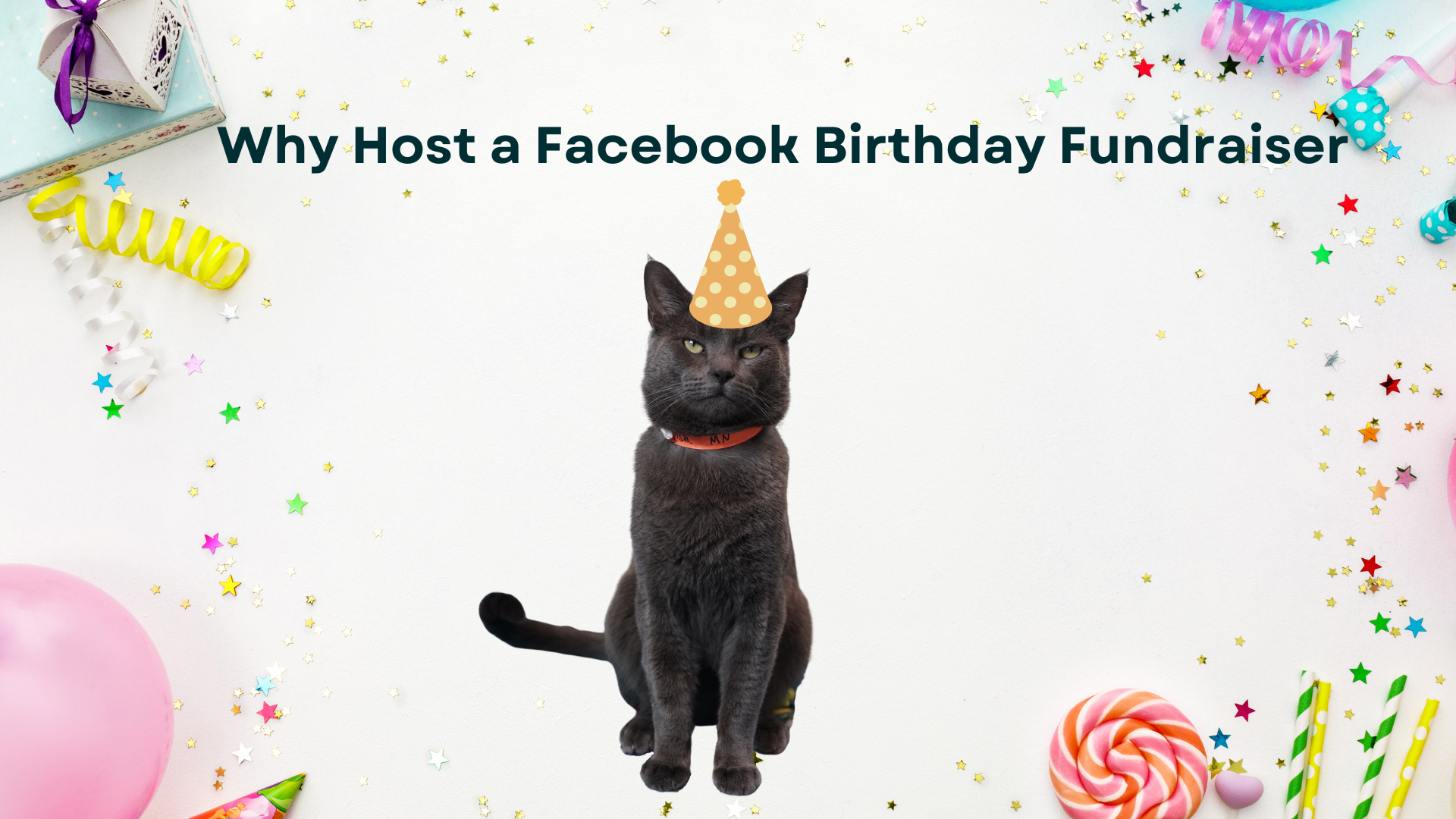 a gray cat with a birthday hat