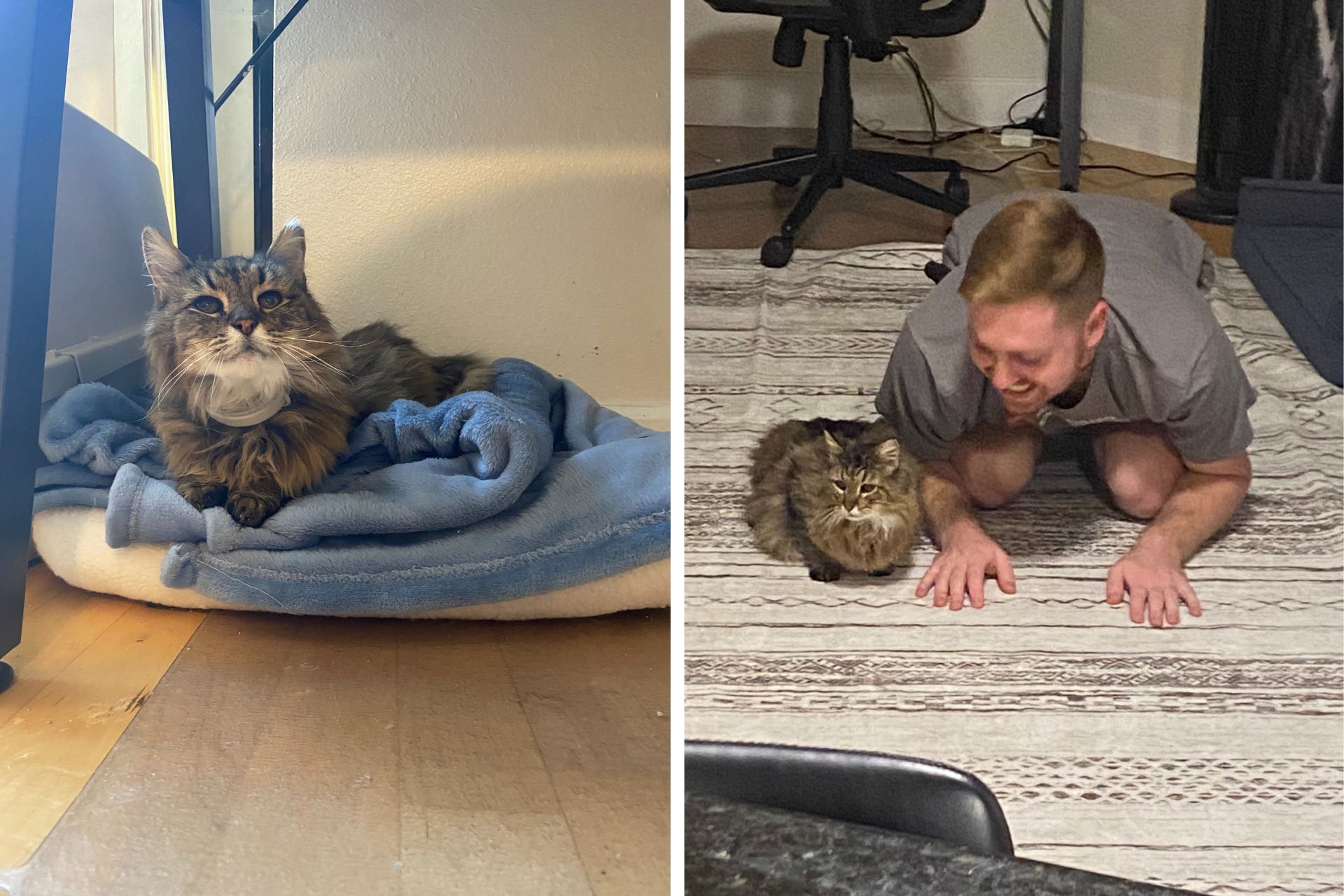 A tabby cat lays under a desk on top of a blue blanket and next to a man on the floor in a split photo