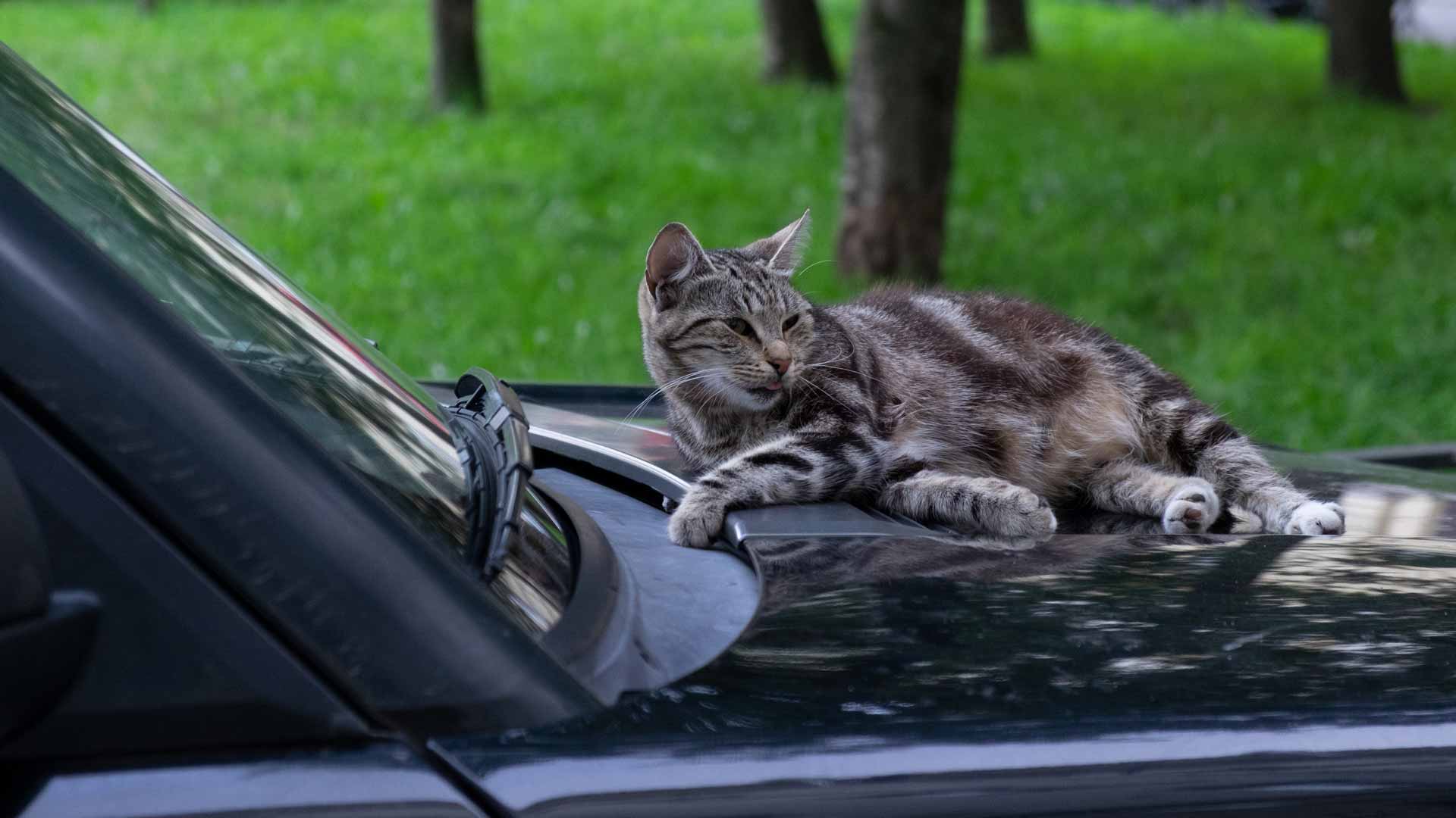 Donate Your Vehicle Cat Care Society