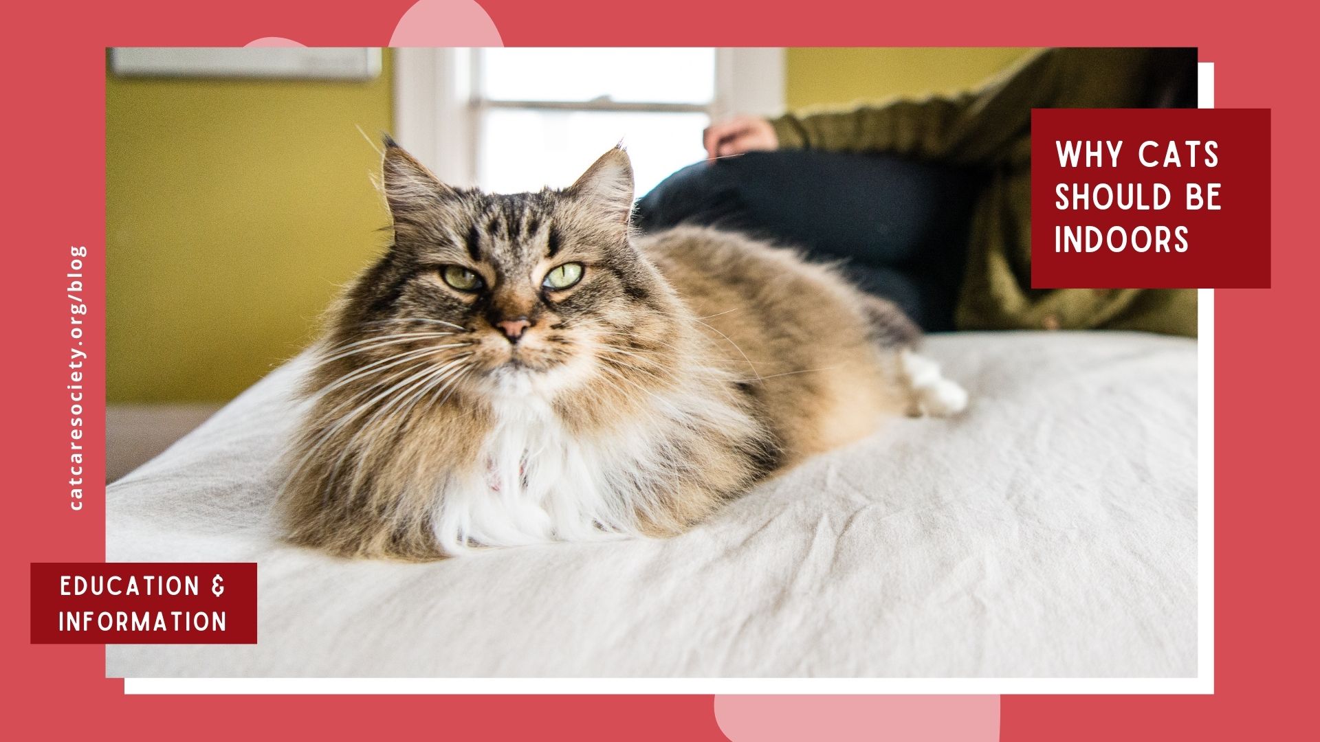 a long-haired tabby cat lays on a bed with a white blanket