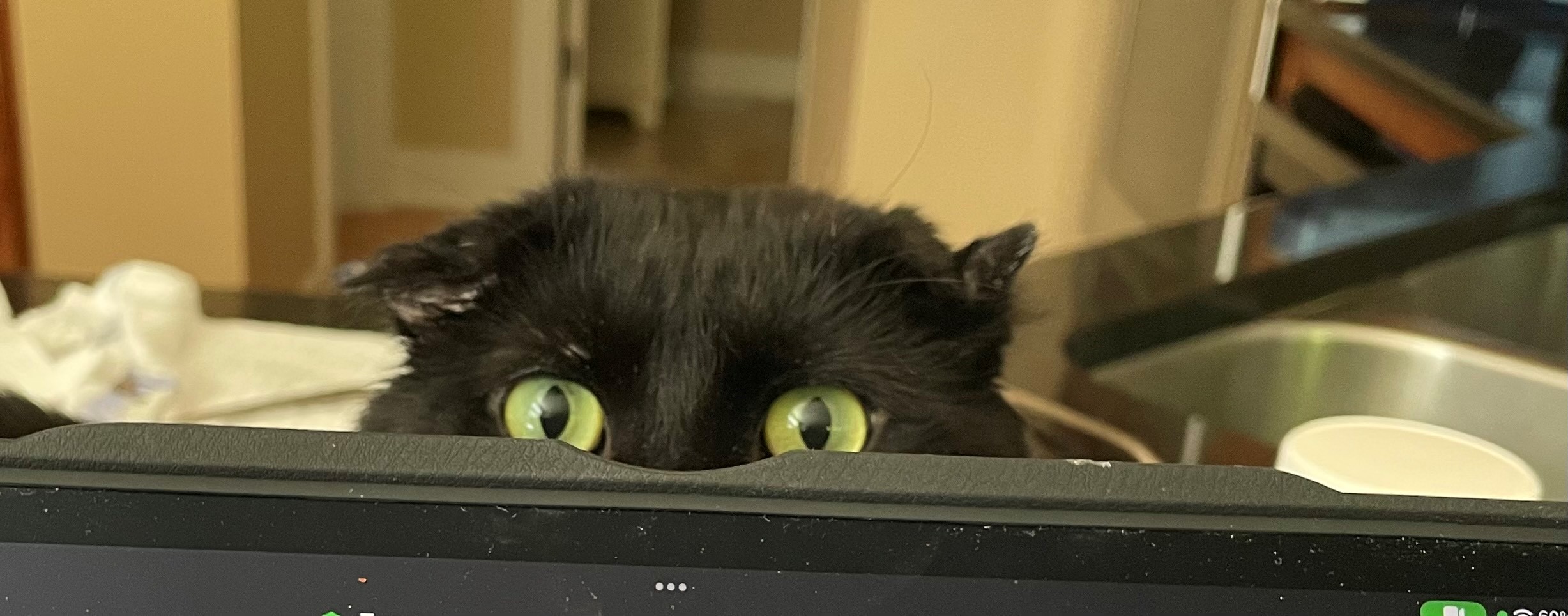 a black cat peeks over a computer screen