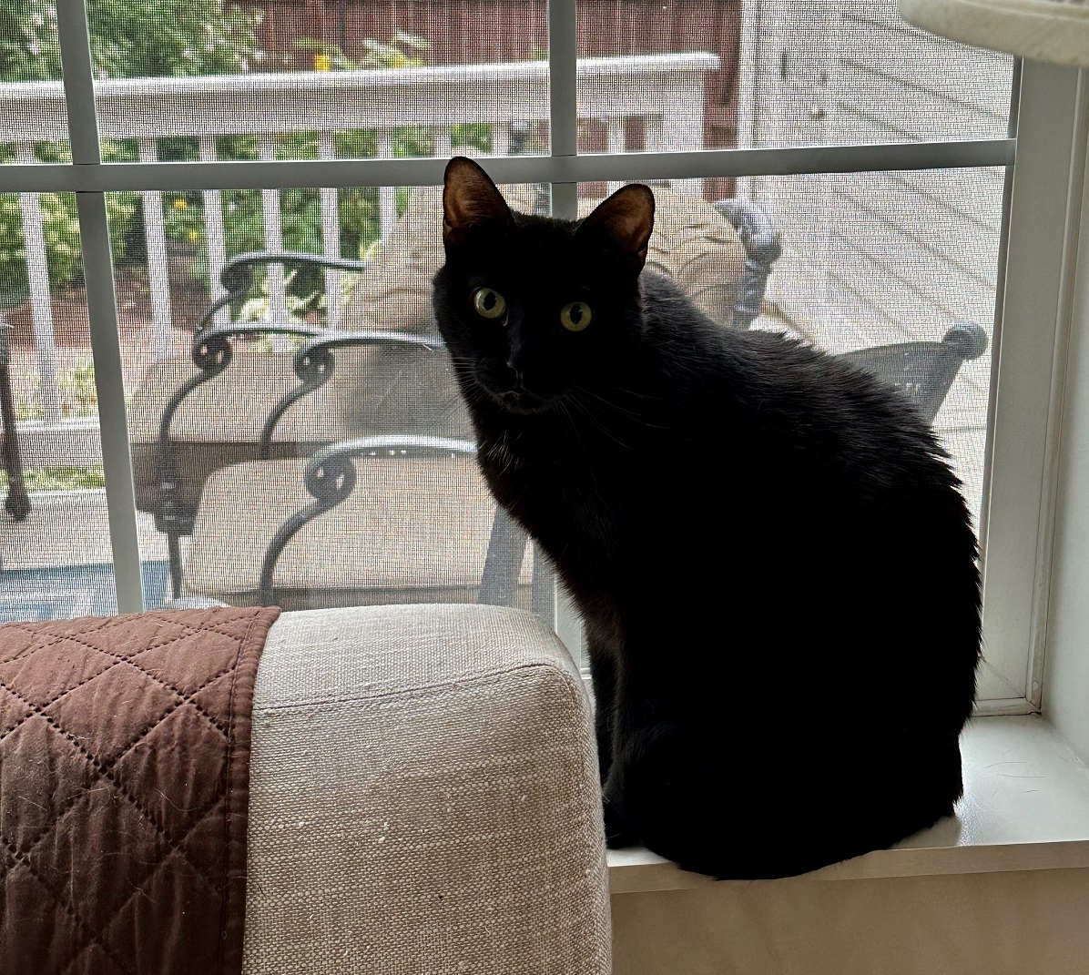 a black cat sits in a windowsill