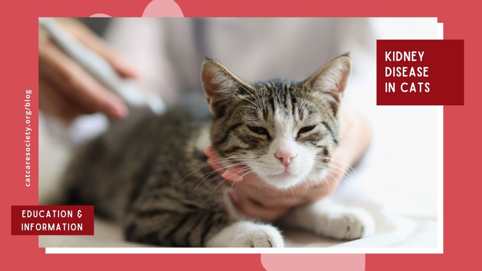 Understanding Kidney Disease in Cats | Cat Care Society