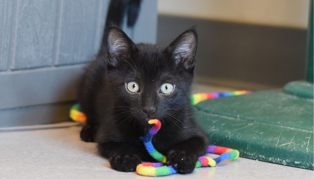 a black kitten holds a rainbow string toy in its mouth