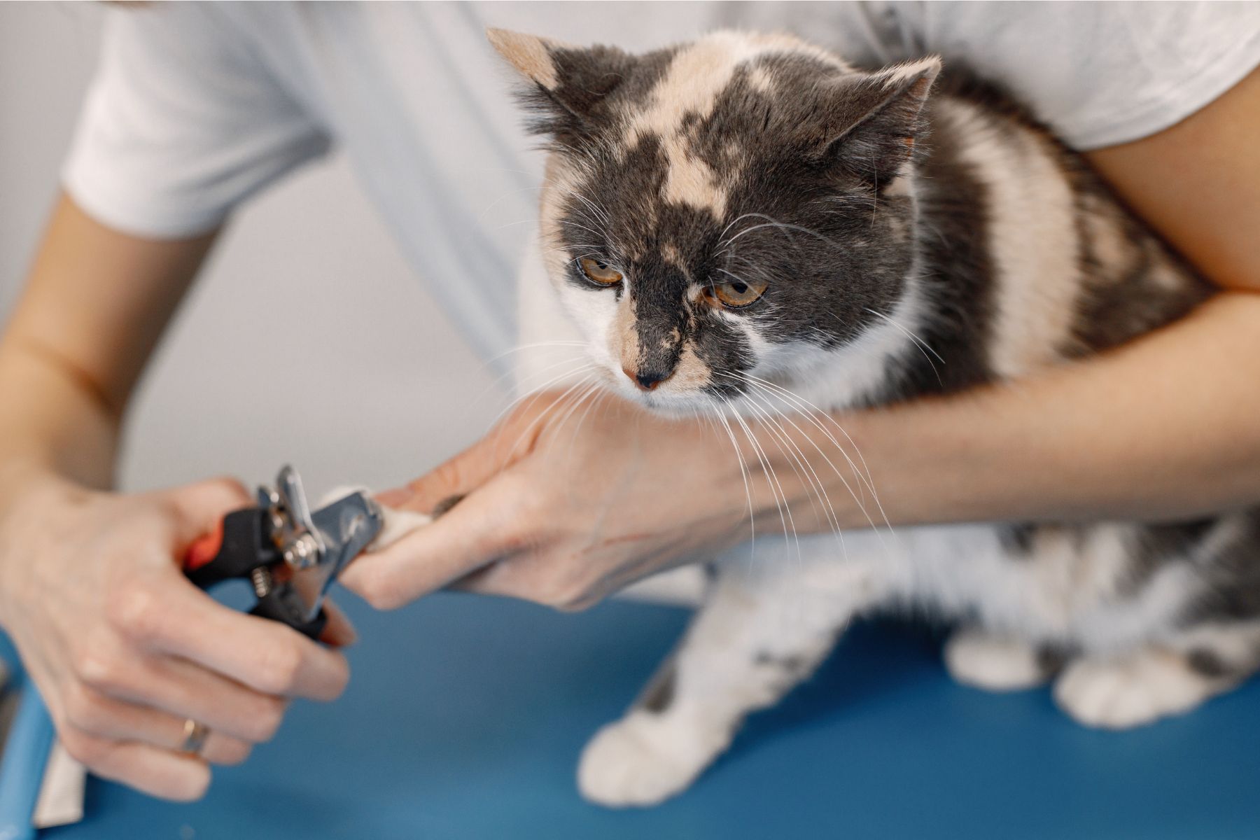 a cat receives a nail trim