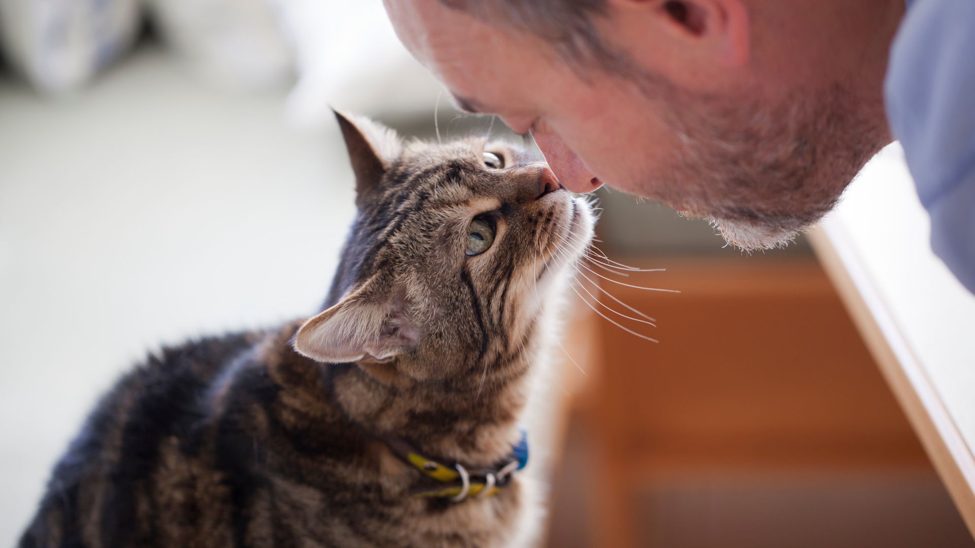 a tabby cat sniffs a man's face