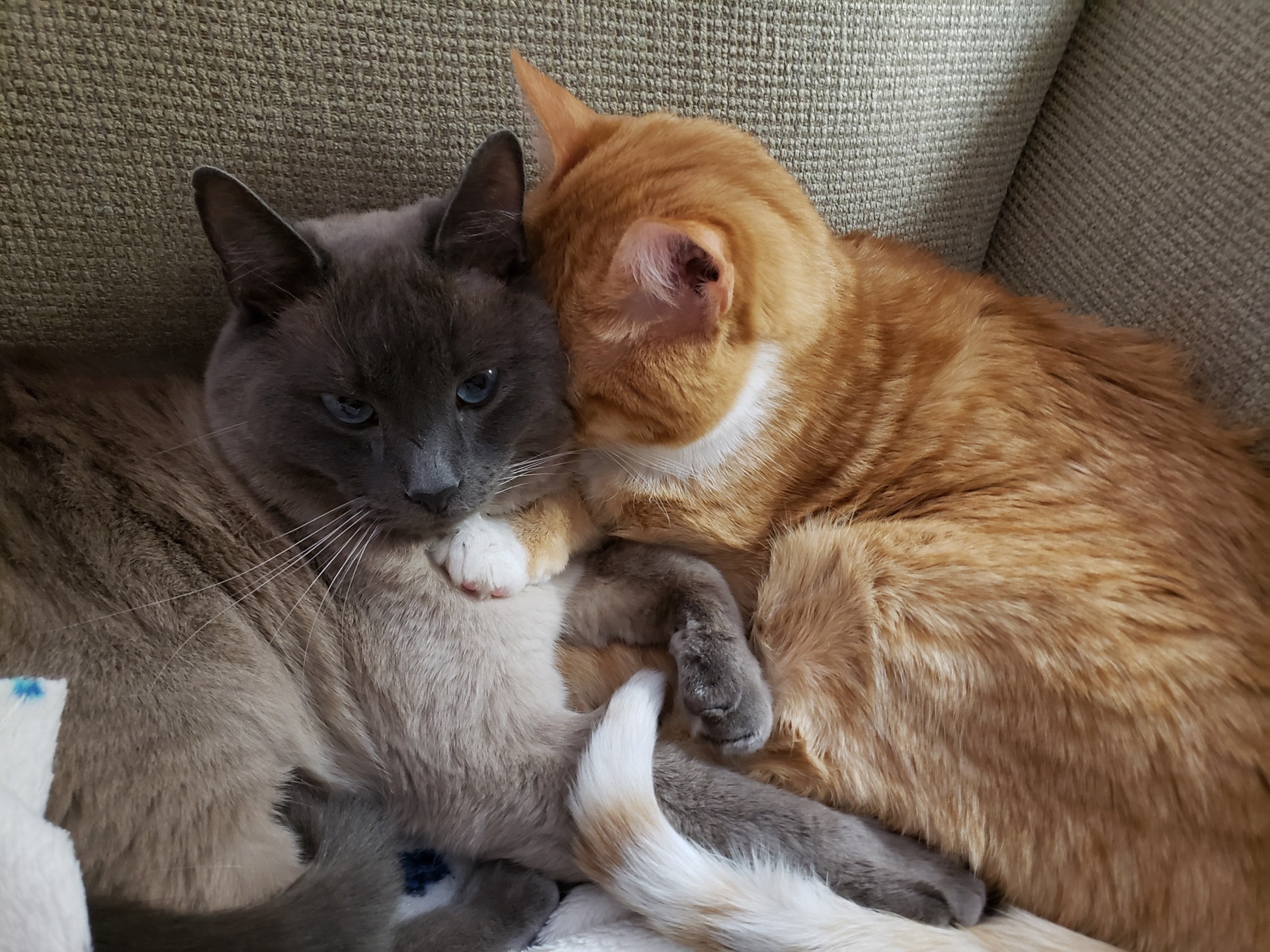 An orange cat and Siamese cat snuggle together on the couch 