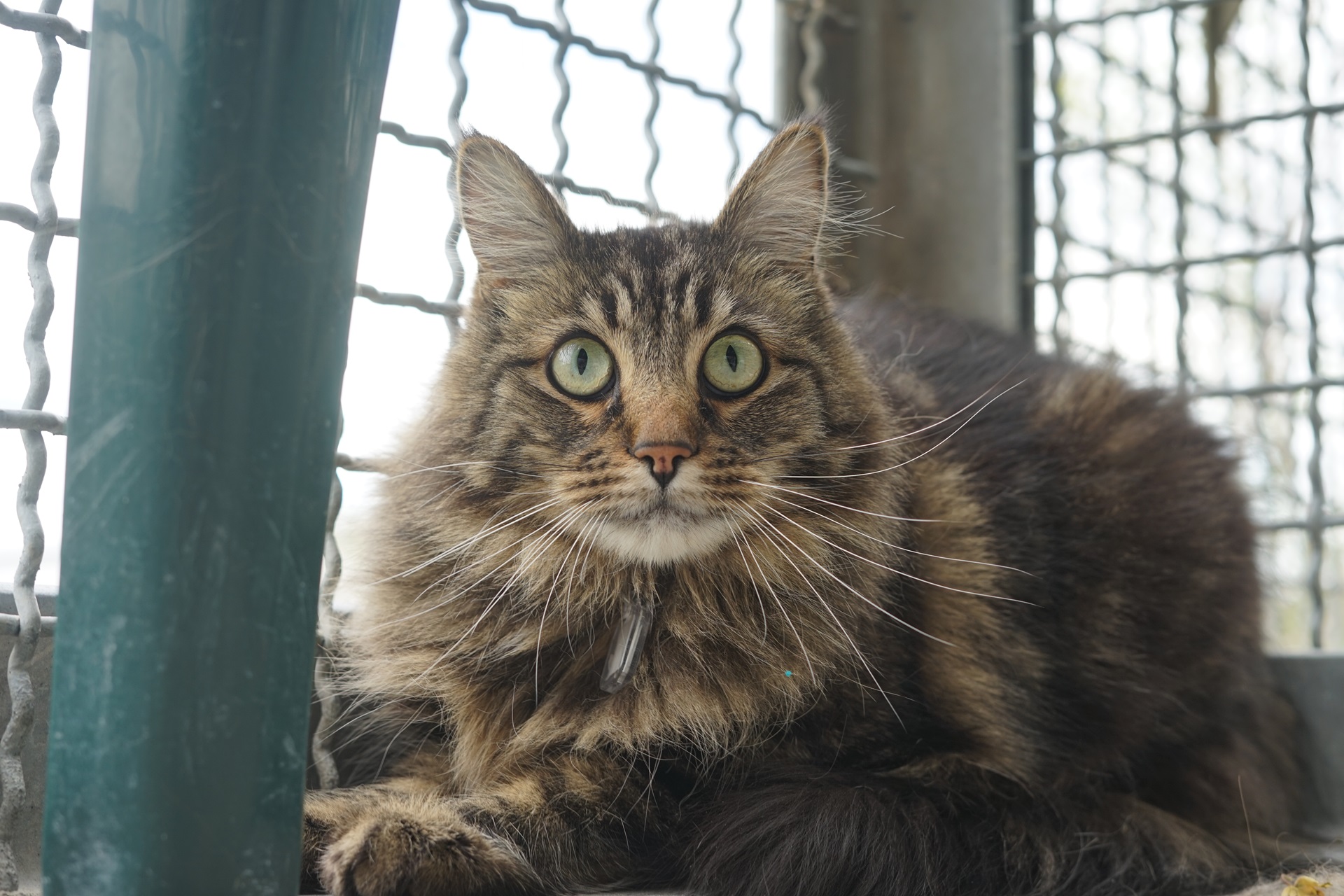 tabby cat on a catio