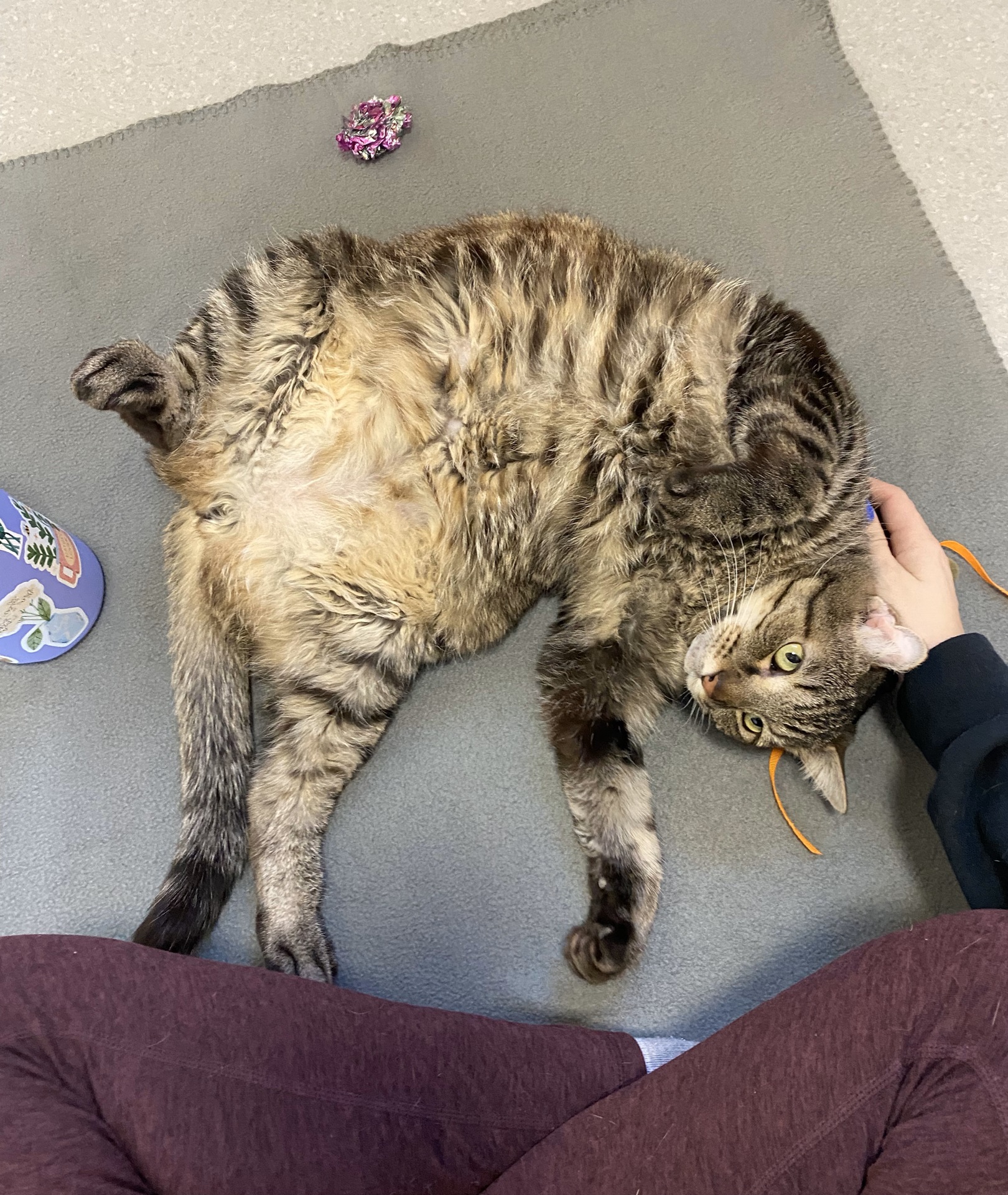 a tabby cat lays on his back with his legs in the air