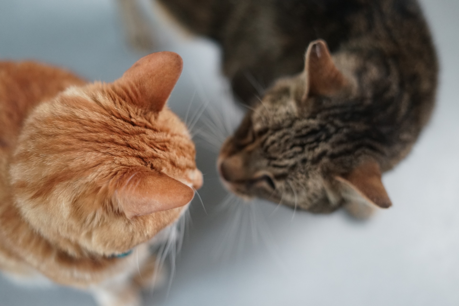 an orange cat and a tabby touch noses